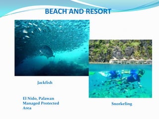 BEACH AND RESORT




  Kayaking


      Jackfish



El Nido, Palawan
Managed Protected            Snorkeling
Area
 