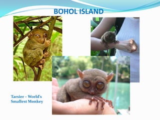 BOHOL ISLAND




         Kayaking




Tarsier – World’s
Smallest Monkey
 
