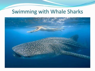 Swimming with Whale Sharks
 