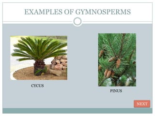 EXAMPLES OF GYMNOSPERMS




 CYCUS
                  PINUS


                          NEXT
 