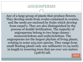 ANGIOSPERMS

Any of a large group of plants that produce flowers.
They develop seeds from ovules contained in ovaries,
  and the seeds are enclosed by fruits which develop
   from carpel's. They are also distinguished by the
    process of double fertilization. The majority of
       angiosperms belong to two large classes :
      monocotyledons and eudicotyledons. The
angiosperms are the largest phylum of living plants,
 existing in some 235,000 species. They range from
small floating plants only one millimeter (0.04 inch)
 in length to towering trees that are over 100 meters
                     (328 ft) tall.
                                                NEXT
 