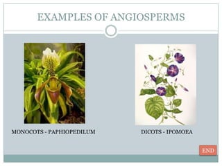 EXAMPLES OF ANGIOSPERMS




MONOCOTS - PAPHIOPEDILUM   DICOTS - IPOMOEA


                                              END
 