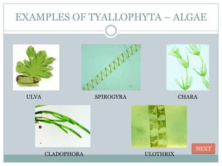 EXAMPLES OF TYALLOPHYTA – ALGAE




 ULVA                SPIROGYRA              CHARA




                                                NEXT
        CLADOPHORA               ULOTHRIX
 