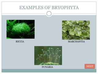 EXAMPLES OF BRYOPHYTA




RICCIA             MARCHANTIA




         FUNARIA                NEXT
 