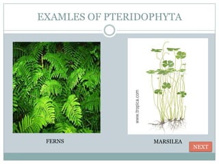 EXAMLES OF PTERIDOPHYTA




 FERNS            MARSILEA
                             NEXT
 