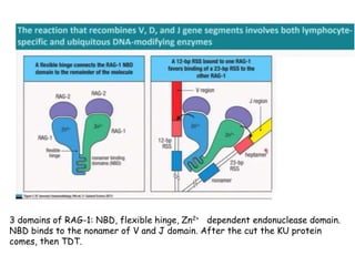 Diversity in receptor and Immunoglobulin [Autosaved].pptx