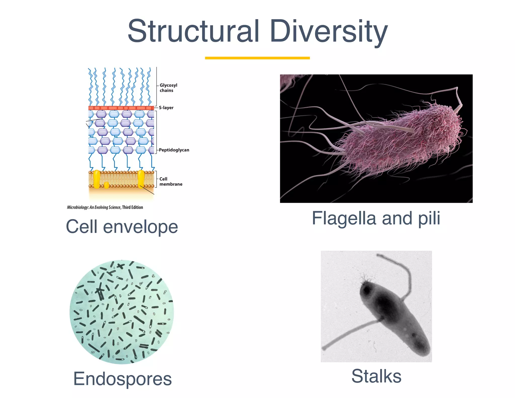 Cell envelope
Endospores
Flagella and pili
Stalks
Structural Diversity
 