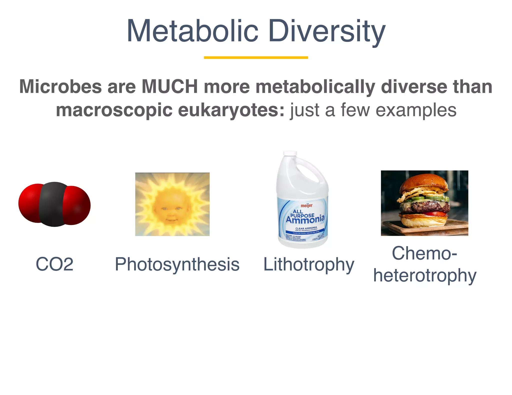 CO2 Lithotrophy
Metabolic Diversity
Microbes are MUCH more metabolically diverse than
macroscopic eukaryotes: just a few examples
Photosynthesis
Chemo-
heterotrophy
 