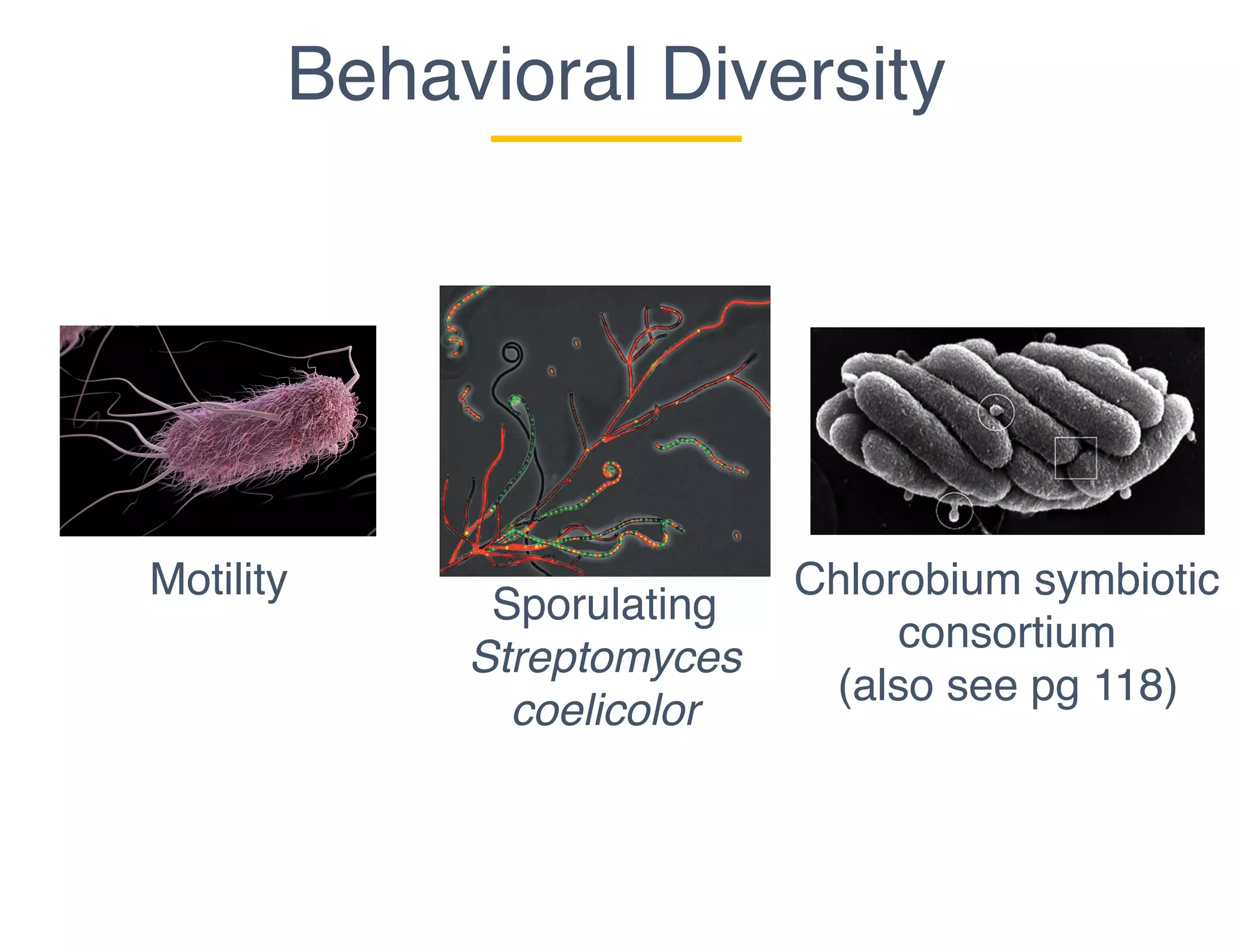 Motility
Behavioral Diversity
Sporulating
Streptomyces
coelicolor
Chlorobium symbiotic
consortium
(also see pg 118)
 