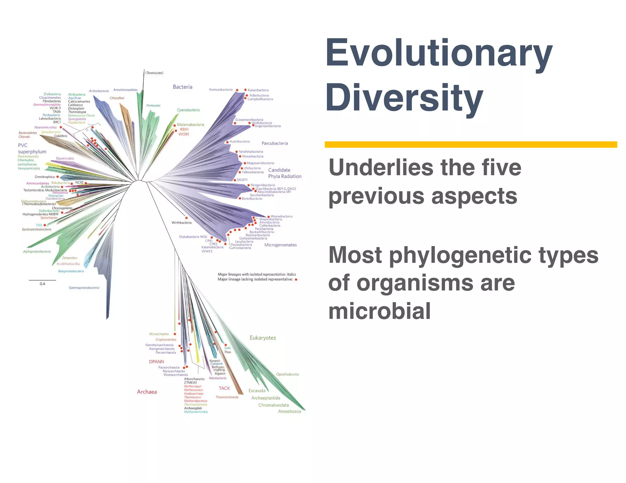 Evolutionary
Diversity
Underlies the ﬁve
previous aspects
Most phylogenetic types
of organisms are
microbial
 