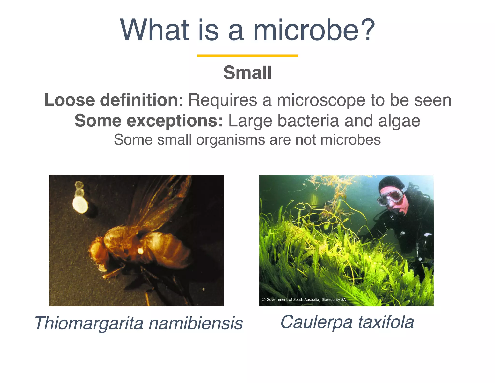 What is a microbe?
Small
Thiomargarita namibiensis Caulerpa taxifola
Loose definition: Requires a microscope to be seen
Some exceptions: Large bacteria and algae
Some small organisms are not microbes
 
