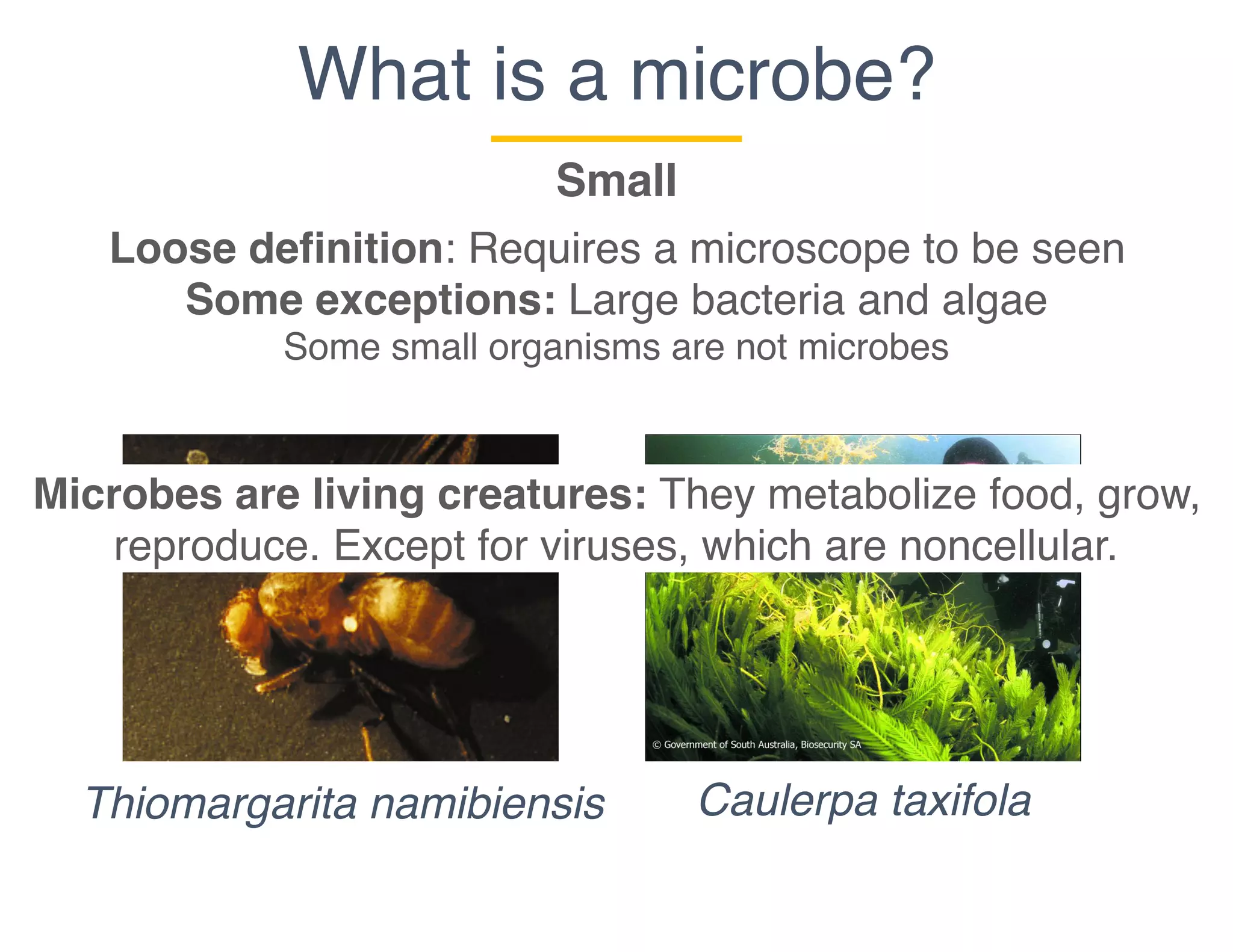 What is a microbe?
Small
Thiomargarita namibiensis Caulerpa taxifola
Loose definition: Requires a microscope to be seen
Some exceptions: Large bacteria and algae
Some small organisms are not microbes
Microbes are living creatures: They metabolize food, grow,
reproduce. Except for viruses, which are noncellular.
 