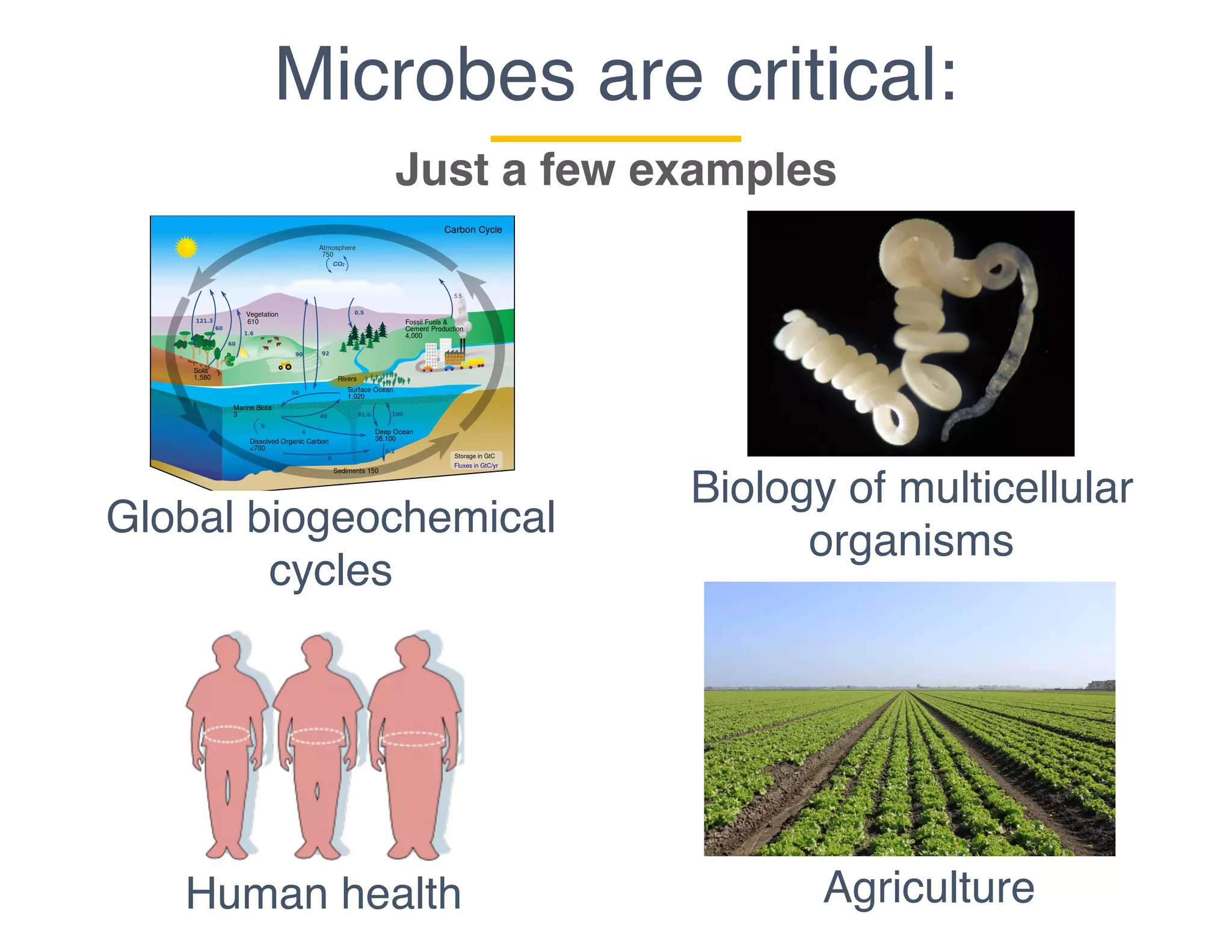 Microbes are critical:
Just a few examples
Global biogeochemical
cycles
Biology of multicellular
organisms
AgricultureHuman health
 