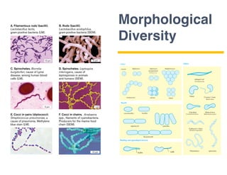 Morphological
Diversity
 