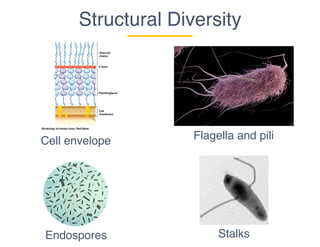 Cell envelope
Endospores
Flagella and pili
Stalks
Structural Diversity
 