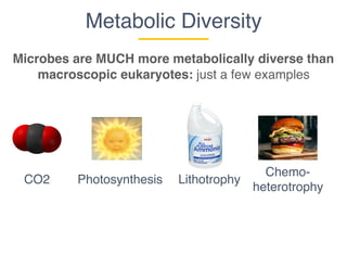 CO2 Lithotrophy
Metabolic Diversity
Microbes are MUCH more metabolically diverse than
macroscopic eukaryotes: just a few examples
Photosynthesis
Chemo-
heterotrophy
 
