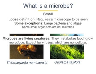What is a microbe?
Small
Thiomargarita namibiensis Caulerpa taxifola
Loose definition: Requires a microscope to be seen
Some exceptions: Large bacteria and algae
Some small organisms are not microbes
Microbes are living creatures: They metabolize food, grow,
reproduce. Except for viruses, which are noncellular.
 