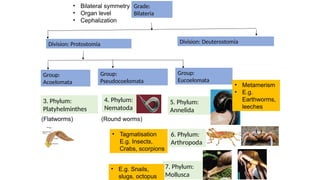 Diversity of Animals PP slides(vertebrates and invertebrates).pptx