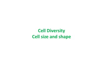 Cell Diversity
Cell size and shape
 