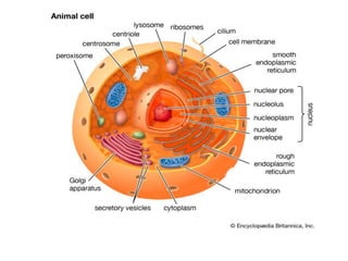 Diversity of cell shape and size | PPTX