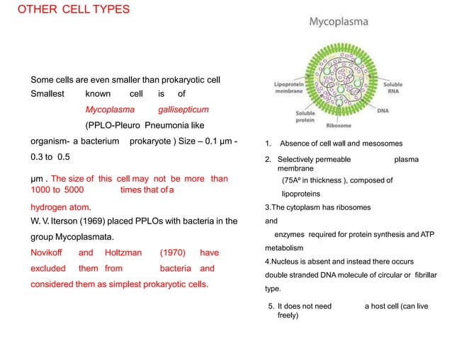 Diversity of cell shape and size | PPTX