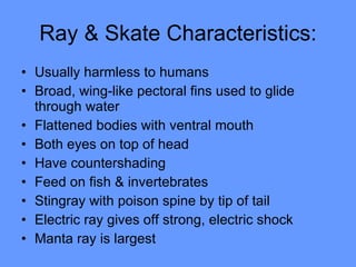 Ray & Skate Characteristics: Usually harmless to humans  Broad, wing-like pectoral fins used to glide through water  Flattened bodies with ventral mouth  Both eyes on top of head  Have countershading Feed on fish & invertebrates  Stingray with poison spine by tip of tail Electric ray gives off strong, electric shock  Manta ray is largest 