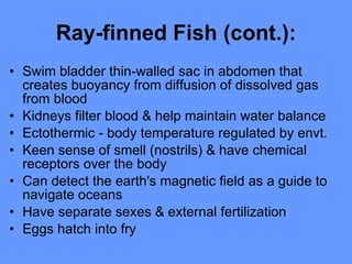 Ray-finned Fish (cont.): Swim bladder thin-walled sac in abdomen that creates buoyancy from diffusion of dissolved gas from blood  Kidneys filter blood & help maintain water balance  Ectothermic - body temperature regulated by envt. Keen sense of smell (nostrils) & have chemical receptors over the body  Can detect the earth's magnetic field as a guide to navigate oceans  Have separate sexes & external fertilization  Eggs hatch into fry 