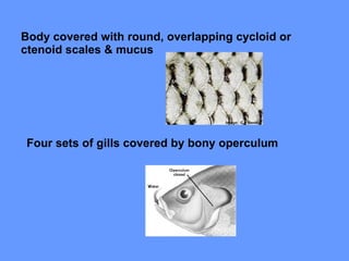 Body covered with round, overlapping cycloid or ctenoid scales & mucus Four sets of gills covered by bony operculum 
