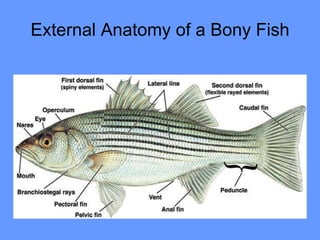External Anatomy of a Bony Fish 
