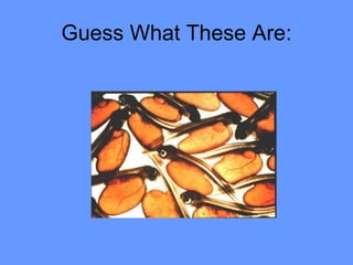 Guess What These Are: 