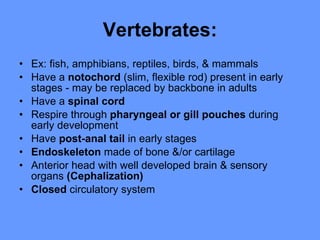 Vertebrates: Ex: fish, amphibians, reptiles, birds, & mammals  Have a  notochord  (slim, flexible rod) present in early stages - may be replaced by backbone in adults  Have a  spinal cord  Respire through  pharyngeal or gill pouches  during early development  Have  post-anal tail  in early stages  Endoskeleton  made of bone &/or cartilage  Anterior head with well developed brain & sensory organs  (Cephalization)   Closed  circulatory system 