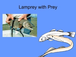 Lamprey with Prey 