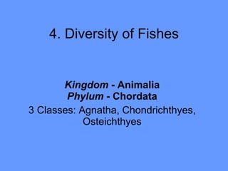 4. Diversity of Fishes Kingdom  - Animalia Phylum  - Chordata 3 Classes: Agnatha, Chondrichthyes, Osteichthyes 