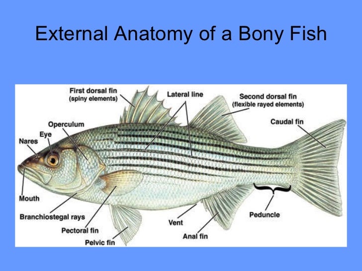 Diversity of fishes