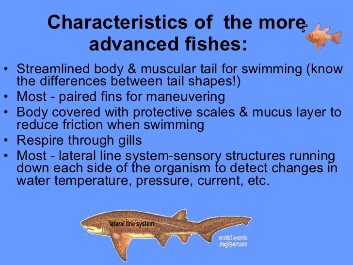 Diversity Of Fishes