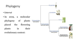 Phylogeny
• External
• In 2019, a molecular
phylogeny of plants
placed the flowering
plants in their
evolutionary context:
 