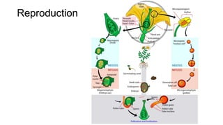 Reproduction
 