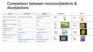Comparison between monocotyledons &
dicotyledons
 