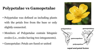 Polypetalae vs Gamopetalae
• Polypetalae was defined as including plants
with the petals free from the base or only
slightly connected.
• Members of Polypetalae contain bitegmic
ovules (i.e., ovules having two integuments).
• Gamopetalae: Petals are fused or united
 