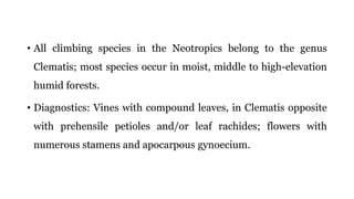 • All climbing species in the Neotropics belong to the genus
Clematis; most species occur in moist, middle to high-elevation
humid forests.
• Diagnostics: Vines with compound leaves, in Clematis opposite
with prehensile petioles and/or leaf rachides; flowers with
numerous stamens and apocarpous gynoecium.
 