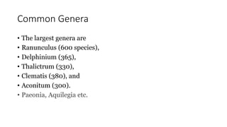 Common Genera
• The largest genera are
• Ranunculus (600 species),
• Delphinium (365),
• Thalictrum (330),
• Clematis (380), and
• Aconitum (300).
• Paeonia, Aquilegia etc.
 