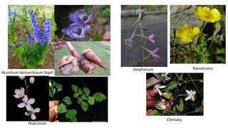 Aconitum deinorrhizum Stapf
Delphinium Ranunculus
Clematis
Thalictrum
 