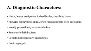 A. Diagnostic Characters:
• Herbs, leaves exstipulate, incised blades, sheathing bases,
• Flowers: hypogynous, spiral, or spirocyclic; sepals often deciduous,
• usually petaloid; calyx and corolla free;
• Stamens: indefinite, free;
• Carpels: polycarpellary, apocarpous;
• Fruit: aggregate.
 