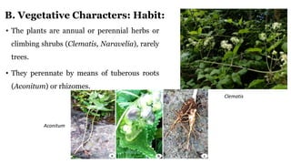 B. Vegetative Characters: Habit:
• The plants are annual or perennial herbs or
climbing shrubs (Clematis, Naravelia), rarely
trees.
• They perennate by means of tuberous roots
(Aconitum) or rhizomes.
Clematis
Aconitum
 