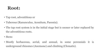 Root:
• Tap root, adventitious or
• Tuberous (Ranunculus, Aconitum, Paeonia).
• The tap root system is in the initial stage but is sooner or later replaced by
the adventitious roots.
• Stem:
• Mostly herbaceous, aerial, and annual, in some perennials it is
underground rhizomes (Anemone) and climbing (Clematis).
 
