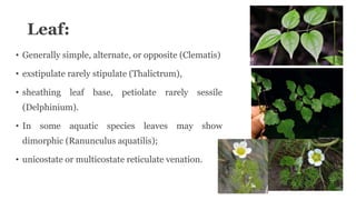 Leaf:
• Generally simple, alternate, or opposite (Clematis)
• exstipulate rarely stipulate (Thalictrum),
• sheathing leaf base, petiolate rarely sessile
(Delphinium).
• In some aquatic species leaves may show
dimorphic (Ranunculus aquatilis);
• unicostate or multicostate reticulate venation.
 