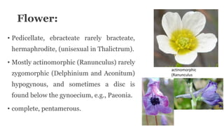 Flower:
• Pedicellate, ebracteate rarely bracteate,
hermaphrodite, (unisexual in Thalictrum).
• Mostly actinomorphic (Ranunculus) rarely
zygomorphic (Delphinium and Aconitum)
hypogynous, and sometimes a disc is
found below the gynoecium, e.g., Paeonia.
• complete, pentamerous.
actinomorphic
(Ranunculus
 
