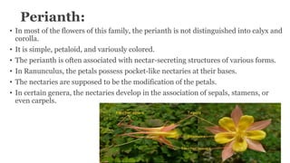 Perianth:
• In most of the flowers of this family, the perianth is not distinguished into calyx and
corolla.
• It is simple, petaloid, and variously colored.
• The perianth is often associated with nectar-secreting structures of various forms.
• In Ranunculus, the petals possess pocket-like nectaries at their bases.
• The nectaries are supposed to be the modification of the petals.
• In certain genera, the nectaries develop in the association of sepals, stamens, or
even carpels.
 