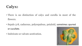 Calyx:
• There is no distinction of calyx and corolla in most of the
flowers.
• Sepals 5-8, caducous, polysepalous, petaloid, sometimes spurred
or cucullate.
• Imbricate or valvate aestivation.
 