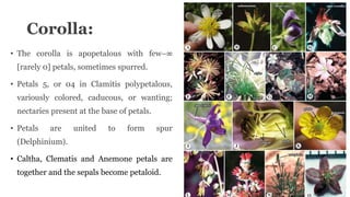 Corolla:
• The corolla is apopetalous with few–∞
[rarely 0] petals, sometimes spurred.
• Petals 5, or 04 in Clamitis polypetalous,
variously colored, caducous, or wanting;
nectaries present at the base of petals.
• Petals are united to form spur
(Delphinium).
• Caltha, Clematis and Anemone petals are
together and the sepals become petaloid.
 